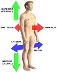 common anatomy terms directional
