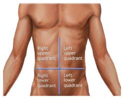 commonanatomytermsquadrants