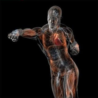 commonanatomytermsquadrants