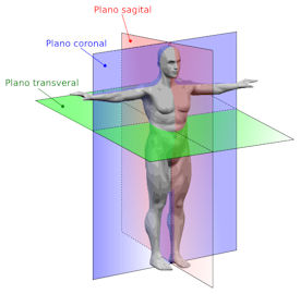 common anatomy terms planes